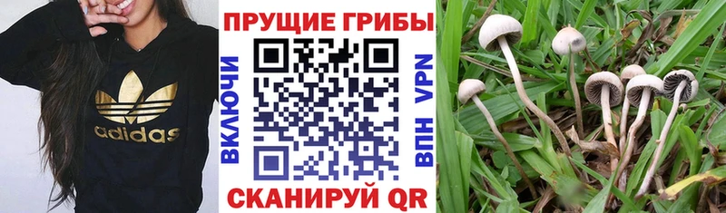 наркошоп  ссылка на мегу рабочий сайт  Псилоцибиновые грибы MAGIC MUSHROOMS  Уржум 